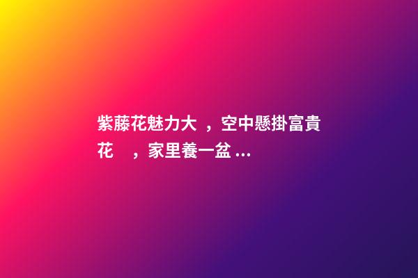 紫藤花魅力大，空中懸掛富貴花，家里養一盆，風水保家